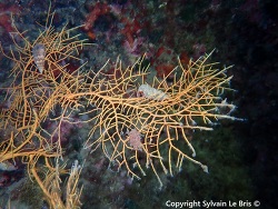 Leptogorgia sarmentosa thumbnail