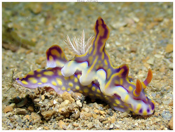 Miamira flavicostata thumbnail