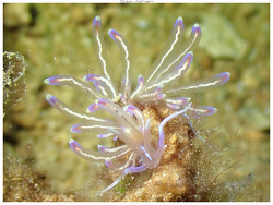 Phyllodesmium opalescens,Ouémo, Nouméa, Nouvelle-Calédonie 2026