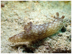 Gymnodoris plebeia thumbnail