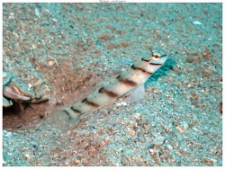 Amblyeleotris diagonalis,Païta, Nouvelle-Calédonie 2026