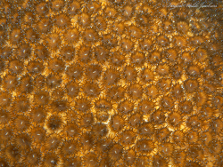 bhb 21 PC071447 sm,Smooth Star Coral, Solenastrea bournoni, Florida, USA 2021