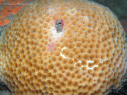 Solenastrea bournoni thumbnail