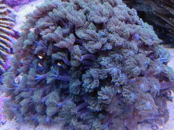 Stolonifera sp. 02 thumbnail