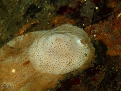 Marsenina stearnsii thumbnail