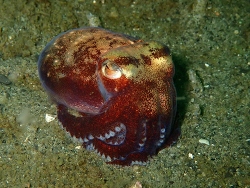 Rossia pacifica thumbnail