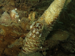 Odostomia tenuisculpta thumbnail