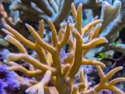 Millepora intricata thumbnail
