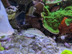 Halichoeres cosmetus thumbnail
