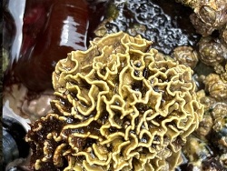 Lithophyllum byssoides thumbnail