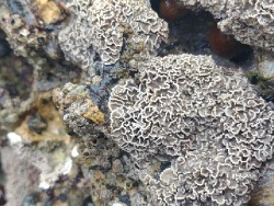 Lithophyllum byssoides thumbnail