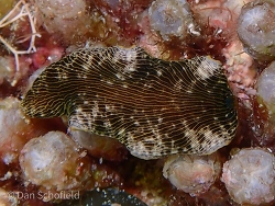 Dermatobranchus striatus thumbnail