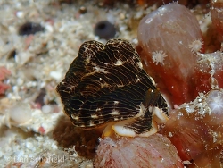 Dermatobranchus striatus thumbnail