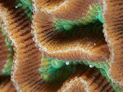 Paragoniastrea australensis thumbnail