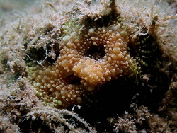 Homophyllia bowerbanki thumbnail