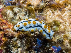 PN0A6019 (2)_Pearsonothuria graeffei, Tanzania 2026