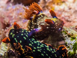Nembrotha kubaryana thumbnail