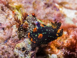 Nembrotha kubaryana thumbnail