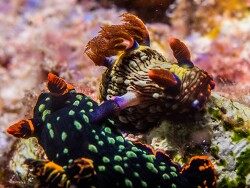 Nembrotha kubaryana thumbnail