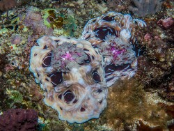 PN0A6101_Miamira striata, Tanzania 2026
