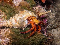 PN0A6035_Dardanus megistos, Tanzania 2026