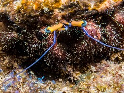 PN0A6106 (2)_Dardanus lagopodes, Tanzania 2026