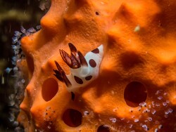 PN0A6080_Trapania naeva, Tanzania 2026