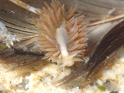 Fiona pinnata thumbnail