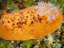 Peltodoris nobilis thumbnail