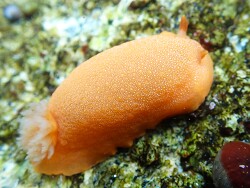 Doriopsilla albopunctata thumbnail