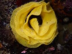 Peltodoris nobilis thumbnail