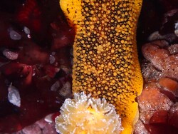 Peltodoris nobilis thumbnail