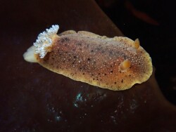 Geitodoris heathi thumbnail