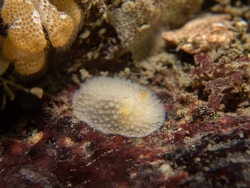 Velona evincta thumbnail
