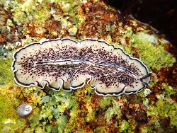 Pseudoceros montereyensis thumbnail