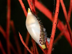 Simnia arcuata thumbnail