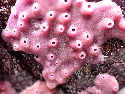 Haliclona cinera (Asilomar) 2026