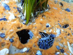 Halichondria (Halichondria) panicea thumbnail