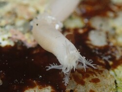 Leptosynapta albicans feeding tentacles (Asilomar) 2026