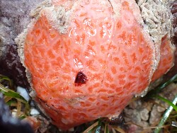 Aplidium solidum thumbnail