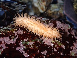 Eupentacta quinquesemita (Asilomar) 2026
