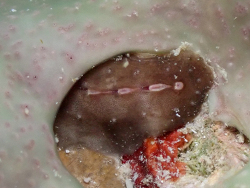 Cryptoconchus floridanus,9HMM+576, Vixville Dr, West Bay, Cayman Islands 2026 (CC BY)
