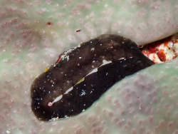 Cryptoconchus floridanus,9HMM+576, Vixville Dr, West Bay, Cayman Islands 2026 (CC BY)