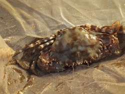 Charybdis annulata,Juhu Beach, Juhu Tara, Juhu, Mumbai, Maharashtra 400049, India 2026 (CC BY)