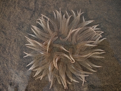 Paracondylactis sinensis,Juhu Koliwada Beach 2026 (CC BY)