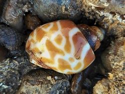 Babylonia spirata,Juhu Koliwada Beach 2026 (CC BY)