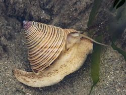 Calliostoma canaliculatum thumbnail
