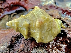 Indothais lacera thumbnail