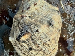 Purpura bufo,Malabar Hill, Mumbai, Maharashtra 400006, India 2025 (CC BY)