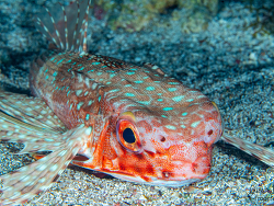 Flying Gurnard, Dactylopterus volitans, Cala D'or, Balearic Islands, Spain. 202